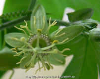 P. suberosa