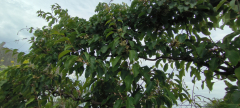 IMG_20260531_144125
