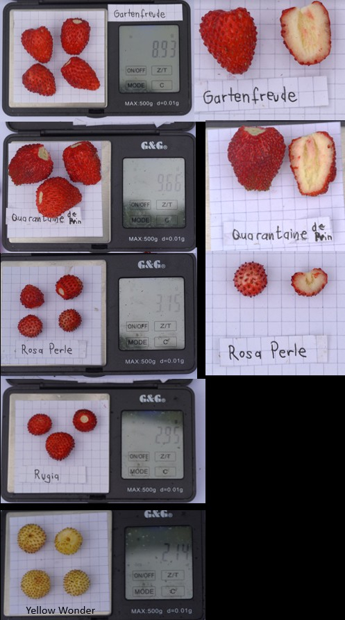 Monatserdbeeren Vergleich Gartenfreude.