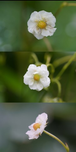 Ulrichsberg Blüte.