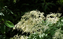 P6054243