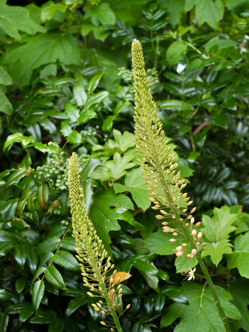 P6064287