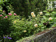 P6064281