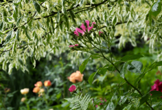 P6064258
