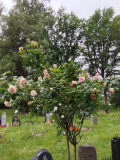 IMG_20260607_105853