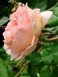 IMG_20260607_105815