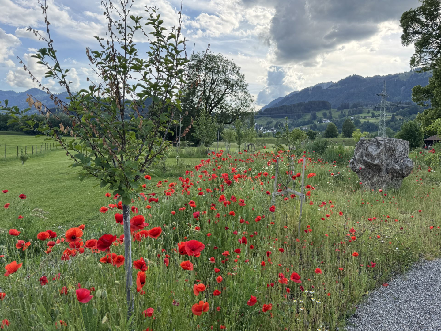 Wildblumenwiese/Mohn