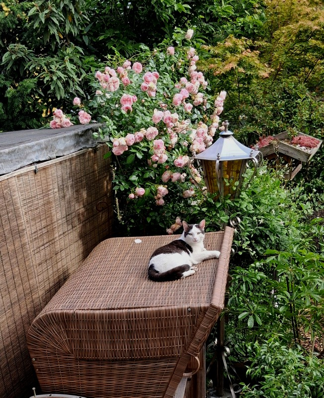 Hofkatze