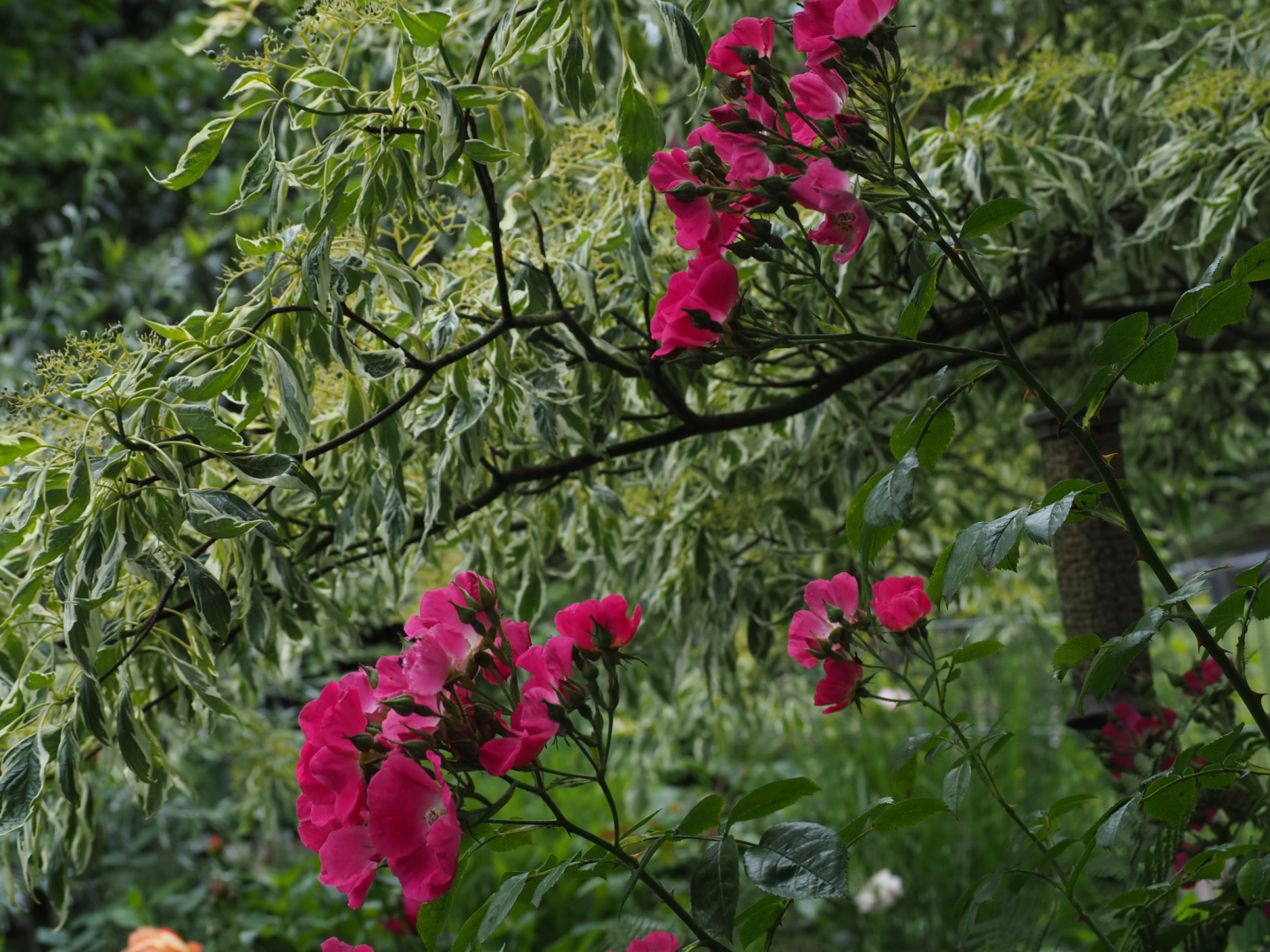 P6144310