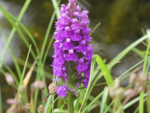 Knabenkraut (Dactylorhiza)