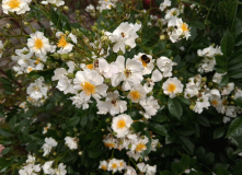 Vorgartenrose 02