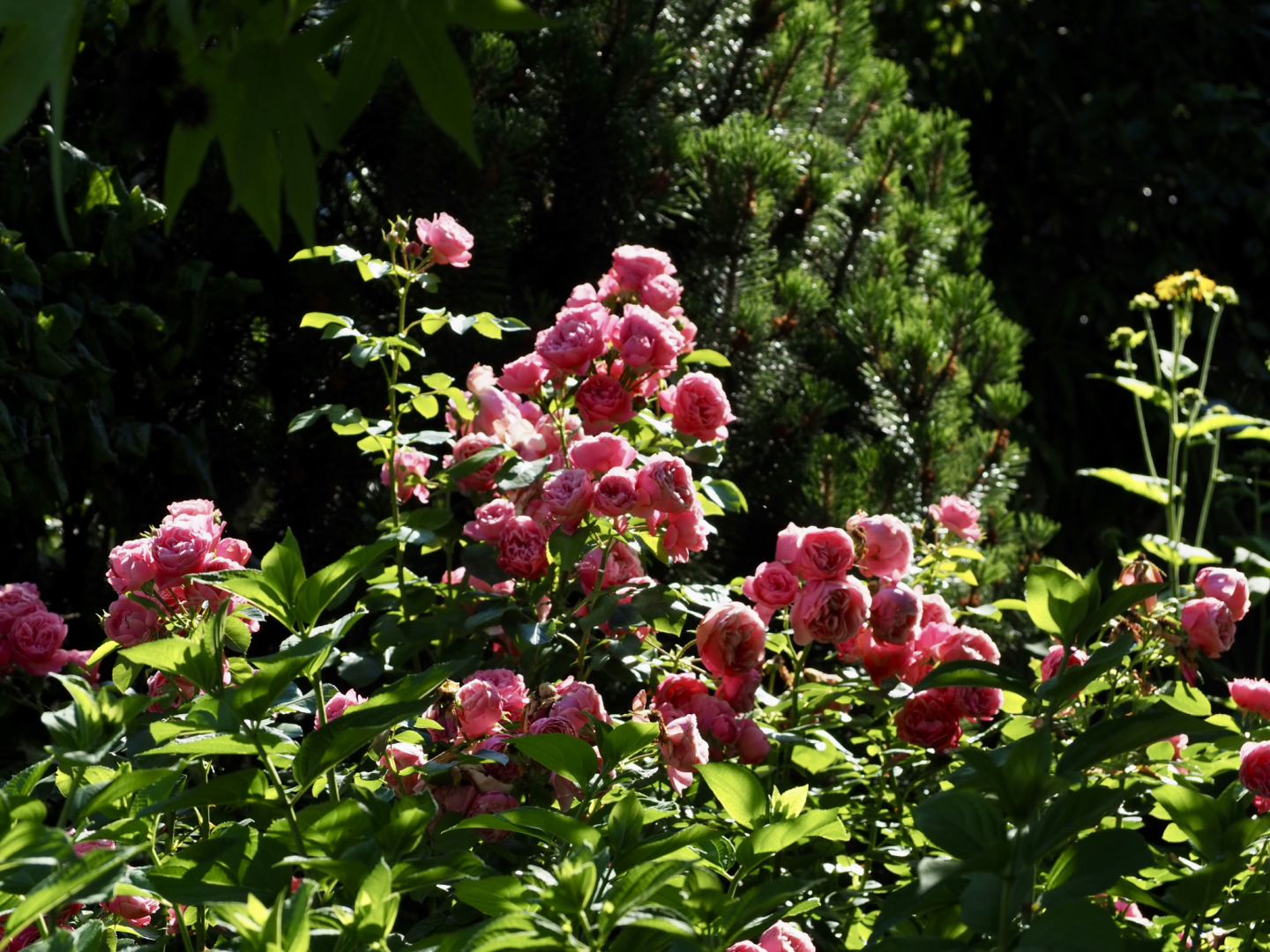 P6224349