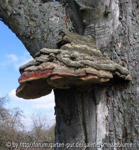 Baumpilz