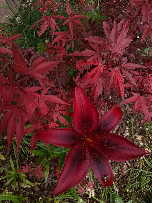 Rote Lilie im Acer Shaina 01