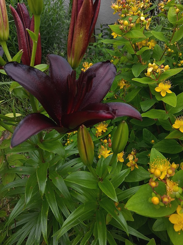 Schwarze Lilie mit Hypericum 01