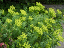 P6234403