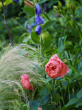 P6254426