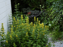 P6274451