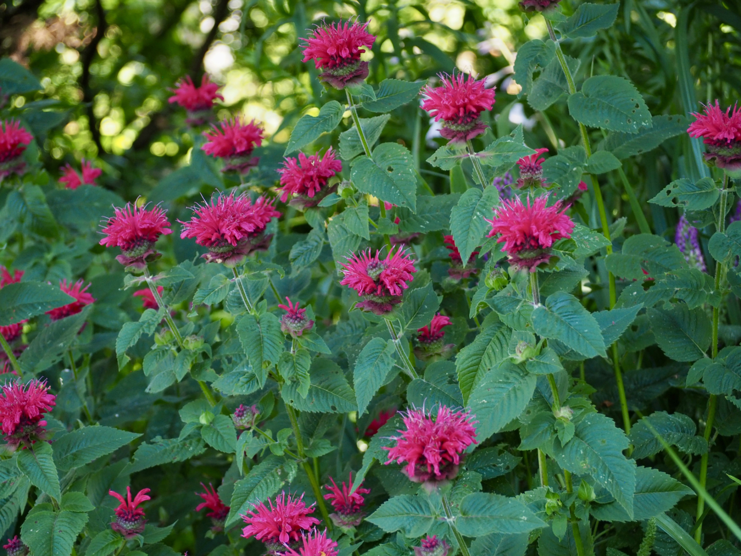 P6274437
