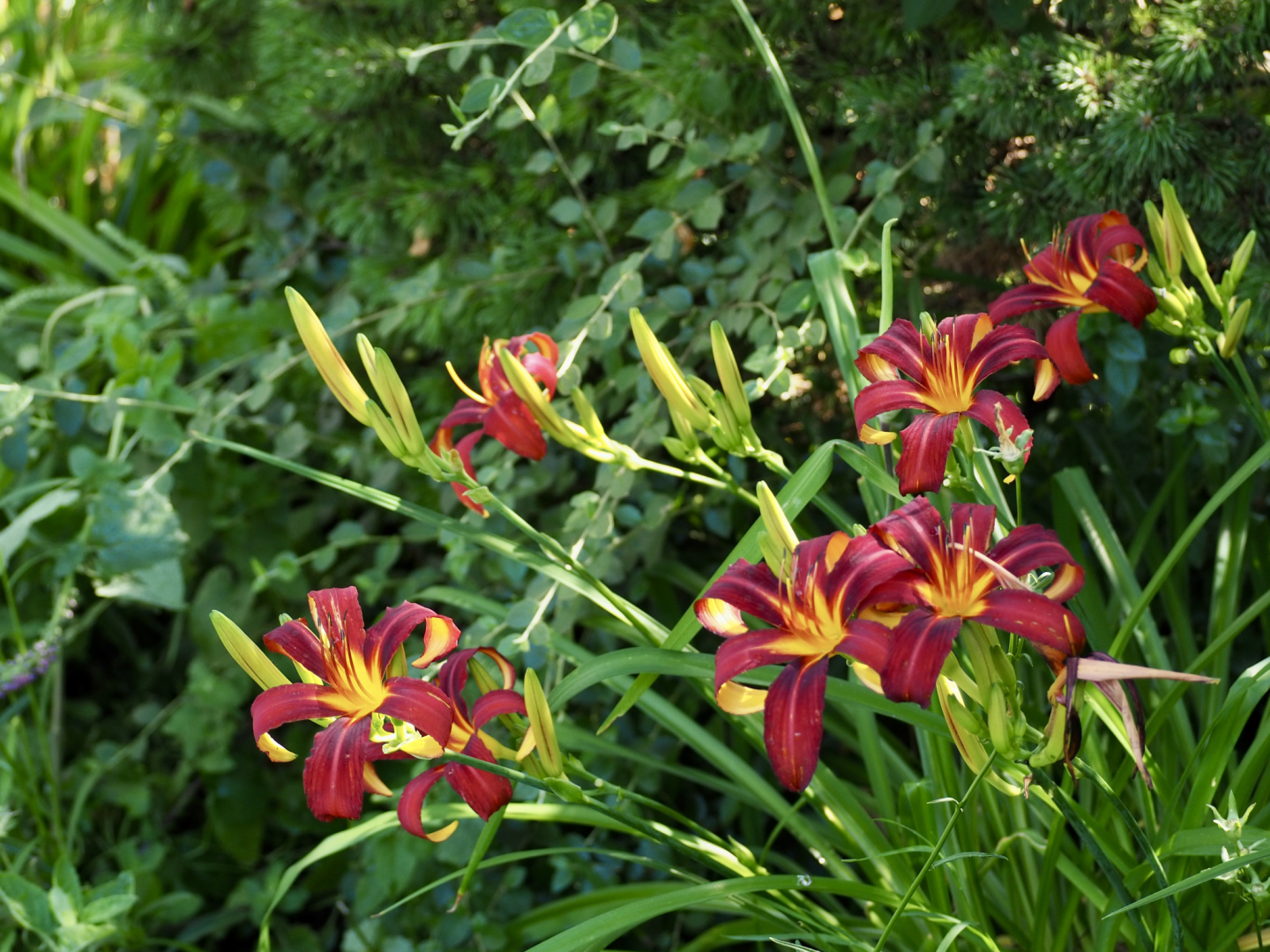 P6274432