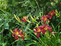 P6274432