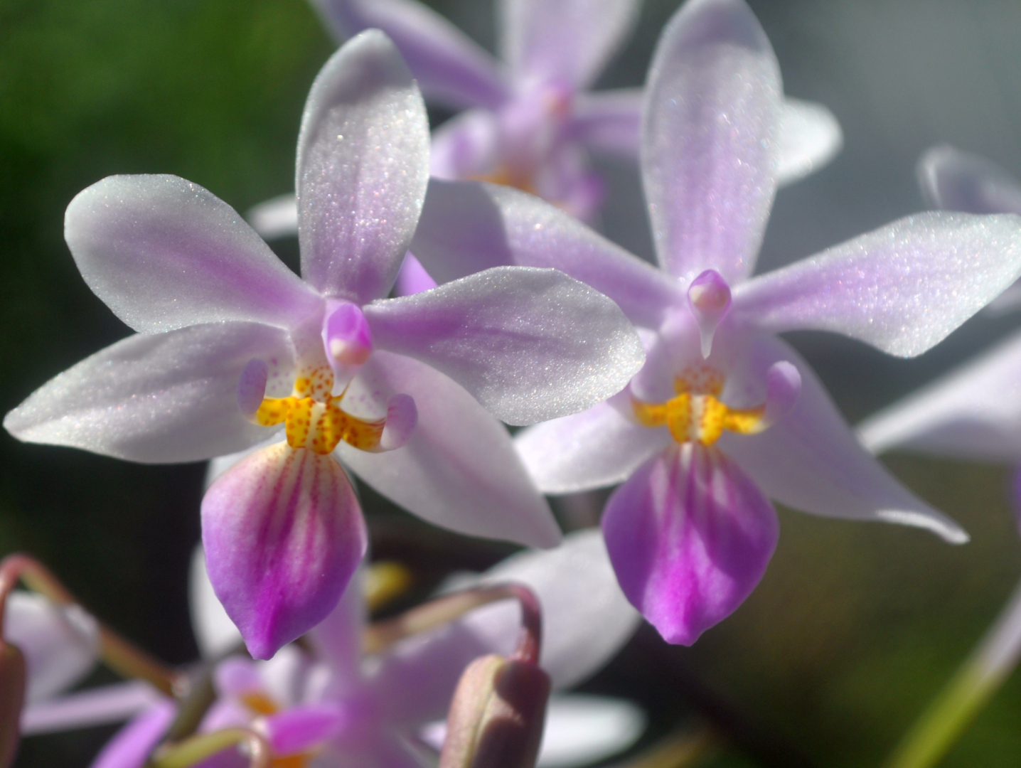 Phalaenopsis Venus