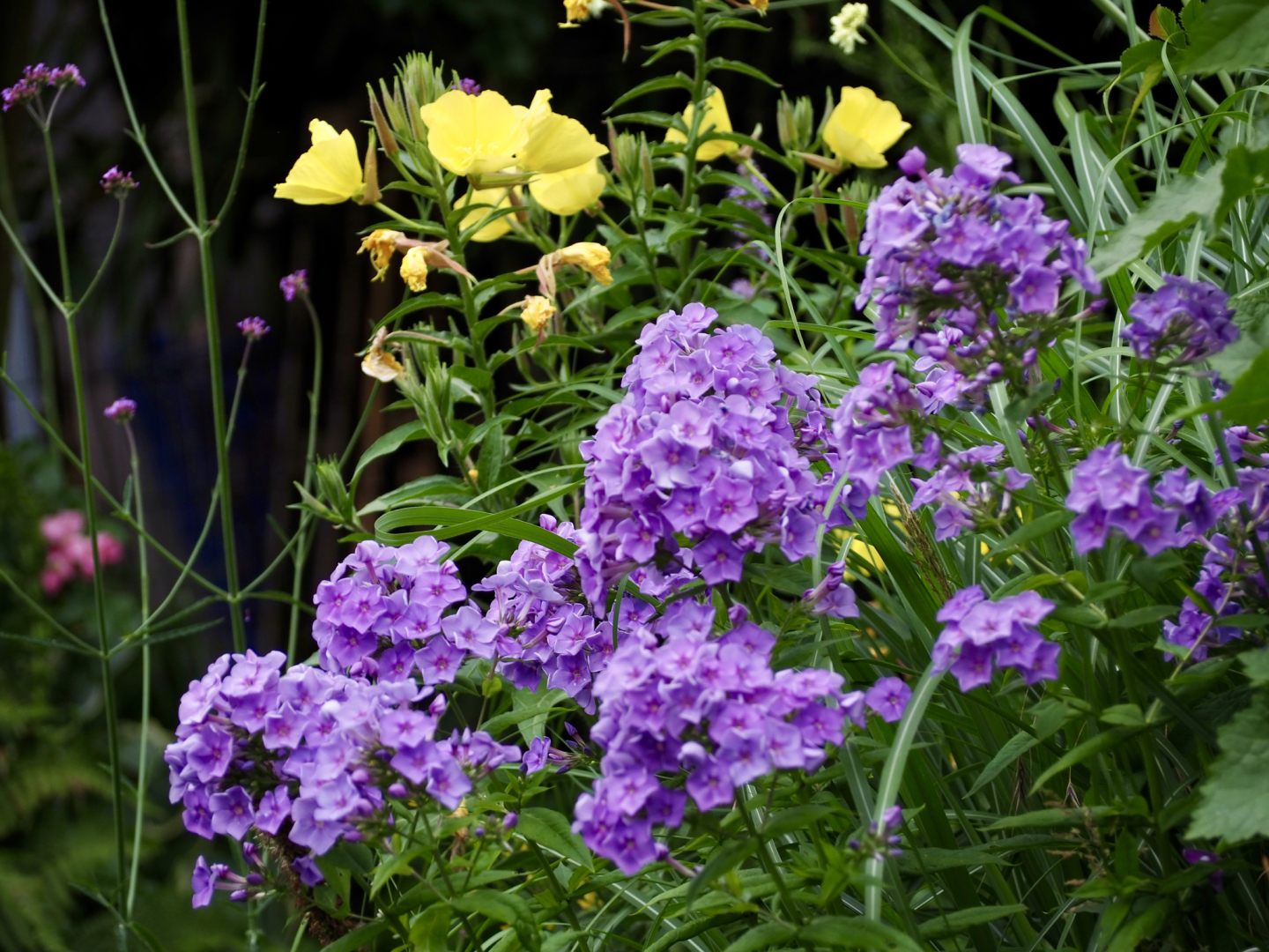 P6294459