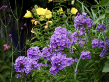 P6294459