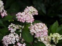 P7054569