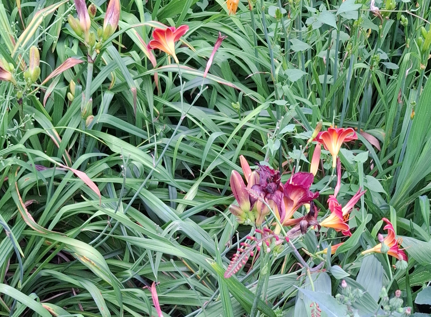 alte frühe Rote