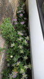 Monarde