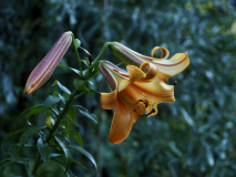 P7104583