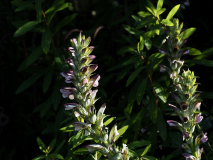 P7104582
