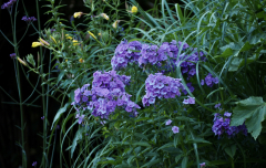 P7104580