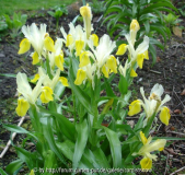 Iris bucharica - 08.04.07