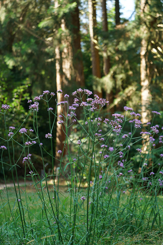 07_26_01_mammutverbena