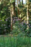 07_26_01_mammutverbena