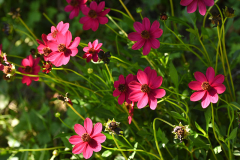 07_26_02_cosmea