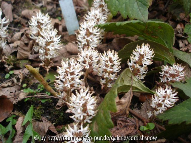 Pachysander procumbens - 08.04.07