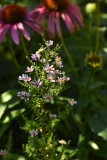 07_26_07_myrten_aster