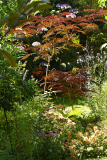 07_26_08_albizia_wimmel