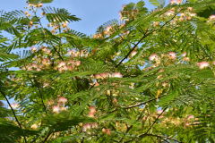 07_26_09_albizia26a