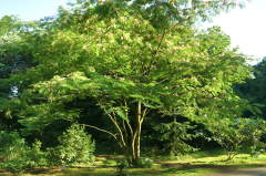 07_26_10_albizia26b