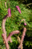 07_26_14_sangui2