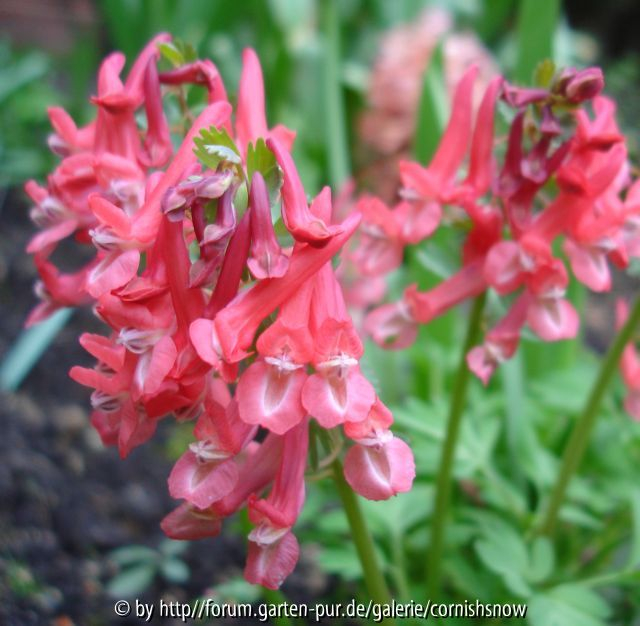 Corydalis solida - Potsdam 08.04.07