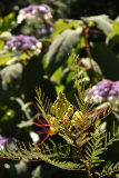 07_26_20_caesalpinia26a