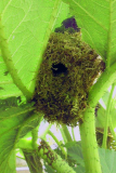 07_26_21_zk_nest