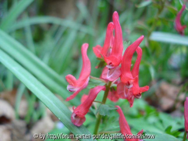 Corydalis solida - Földesin 08.04.07
