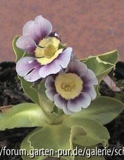 Gartenaurikel