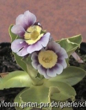 Gartenaurikel